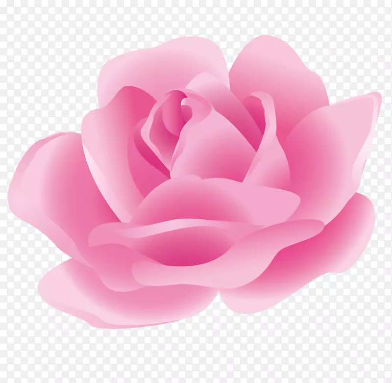 粉色新鲜玫瑰花