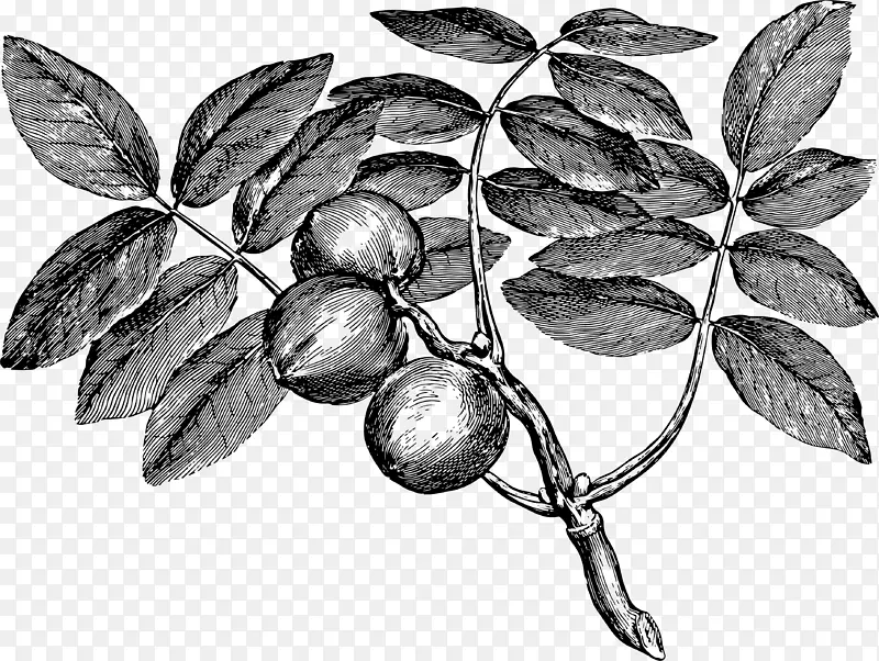卡通简约黑白花草插画小清新