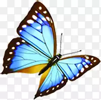 飞来飞去的蓝色蝴蝶