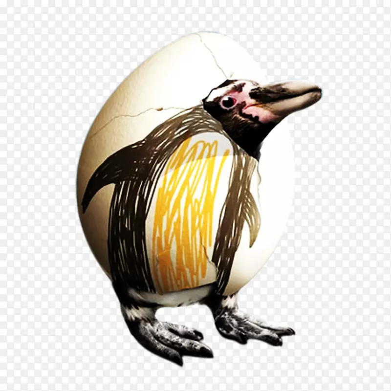 创意蛋壳企鹅