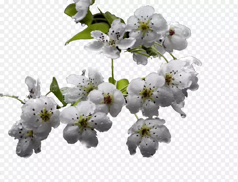 树枝梨花PNG图片素材下载_图片编号7544482-PNG素材网