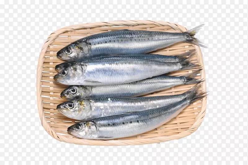 实物新鲜海产品鲅鱼