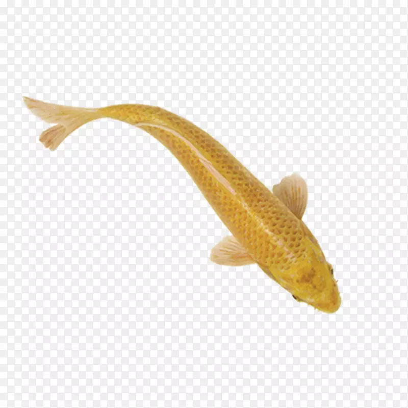 金色鲤鱼图片