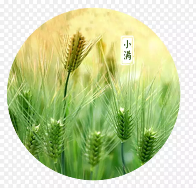 简洁清新二十四节气