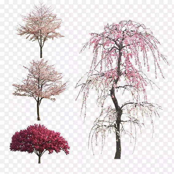 樱花树木树杆素材