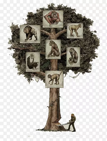 树上的猩猩