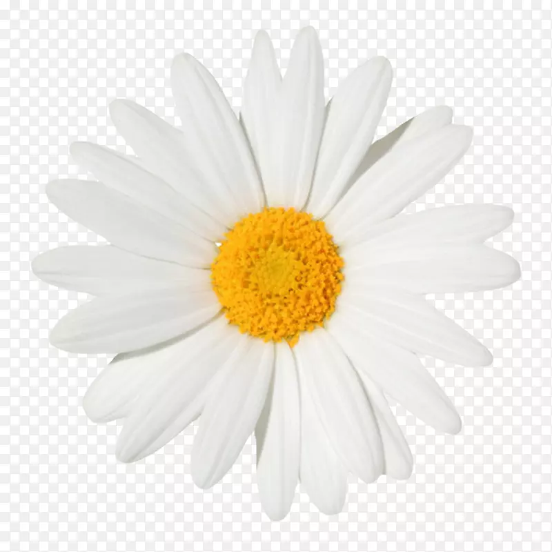 白色植物黄色芯的一朵大花实物