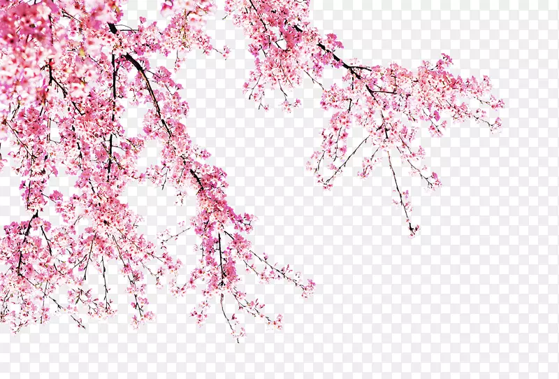 粉色花卉