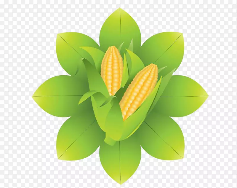 多叶 绿色 平面 玉米