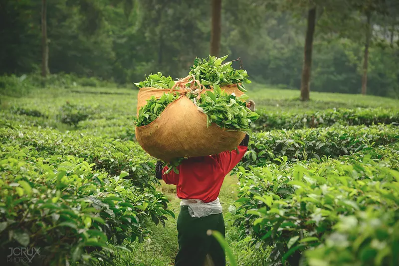 绿色茶树才茶农图