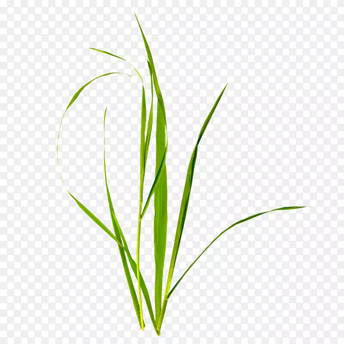 芦苇绿色植物 免抠素材图