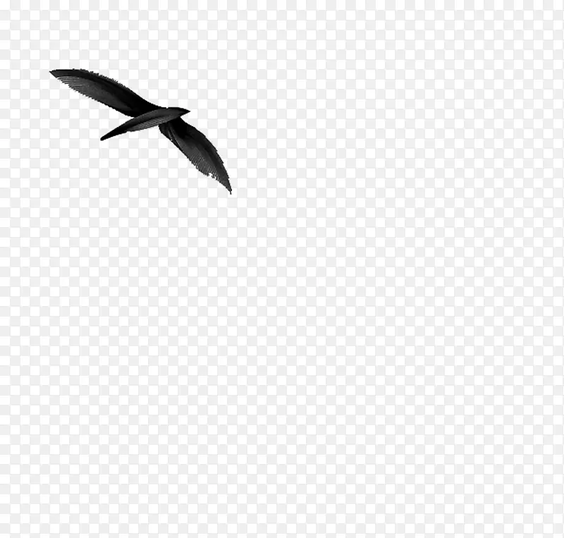 动物 手绘黑白 海鸥