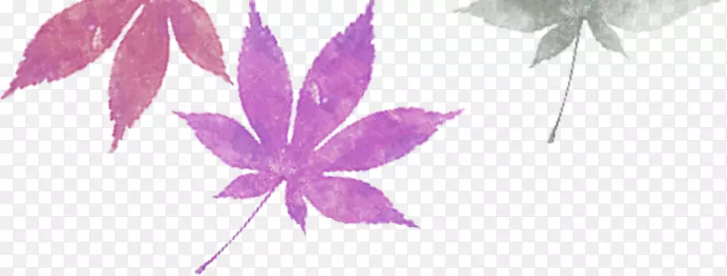 唯美的紫色枫叶