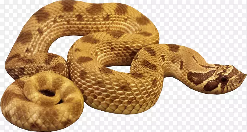 蛇黄金蛇蟒蛇