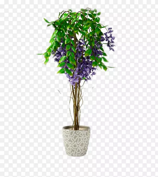 紫藤花花盆