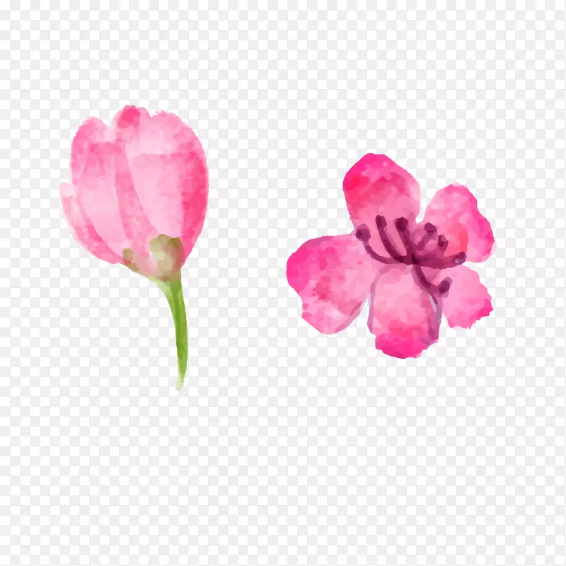 水彩粉红色花朵花骨朵春季樱花桃