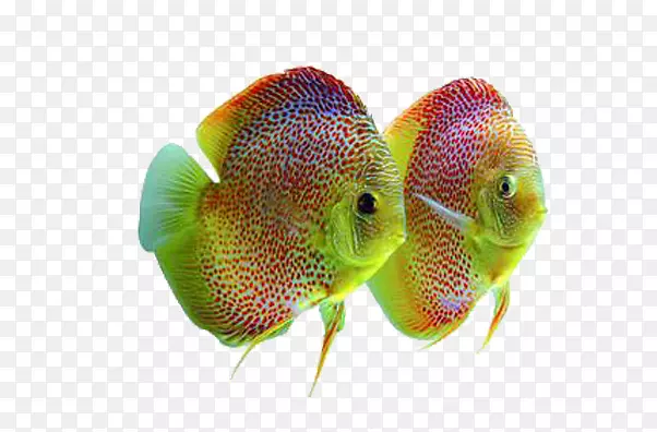两条彩色的鱼