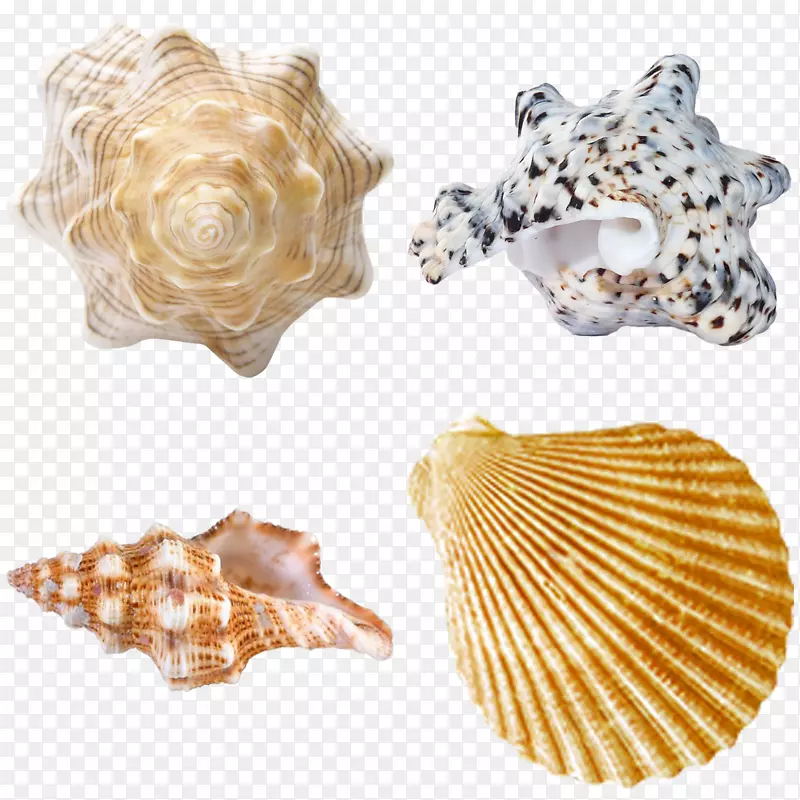 贝壳和海螺