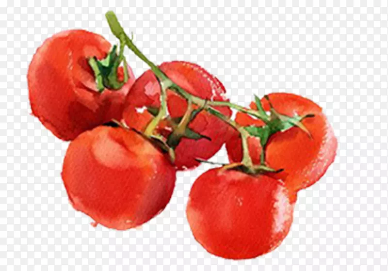手绘水彩切好的蔬菜西红柿
