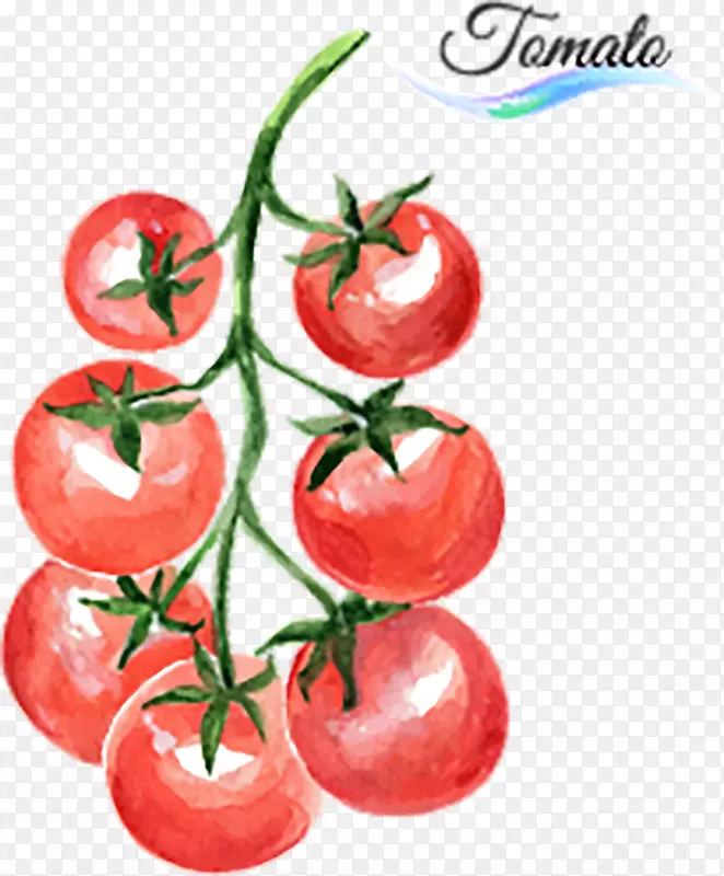 矢量水彩西红柿