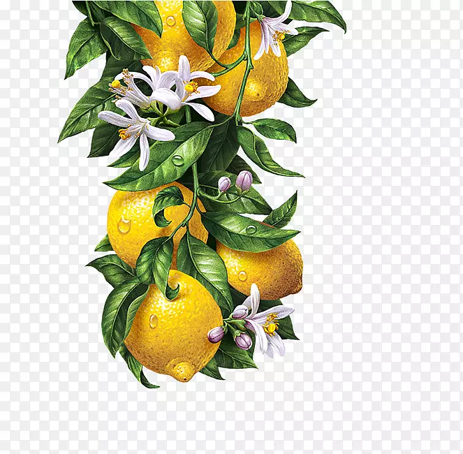 水彩画柠檬