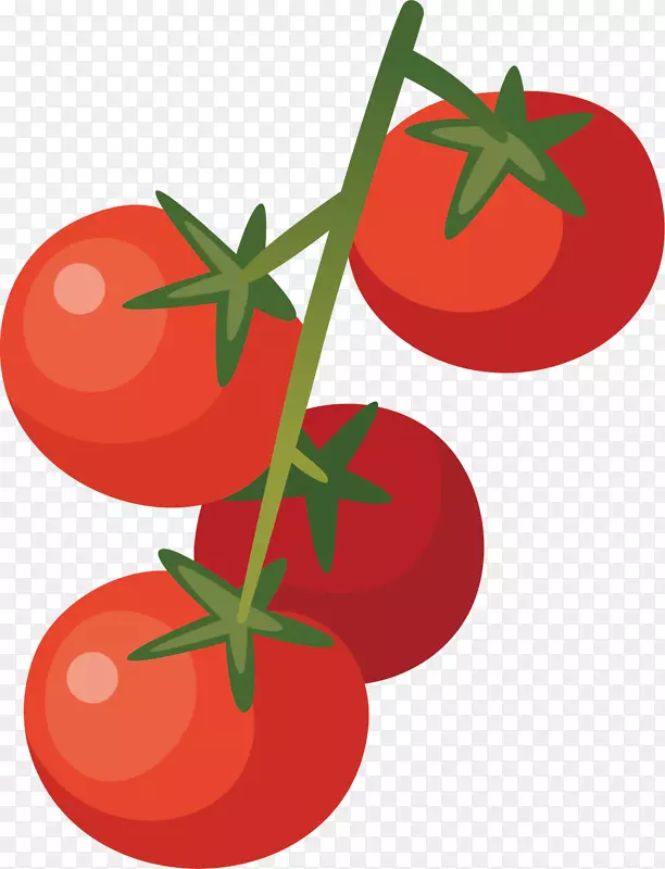 矢量图红色的西红柿