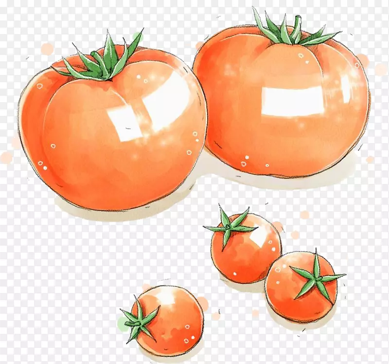 手绘水彩红色番茄