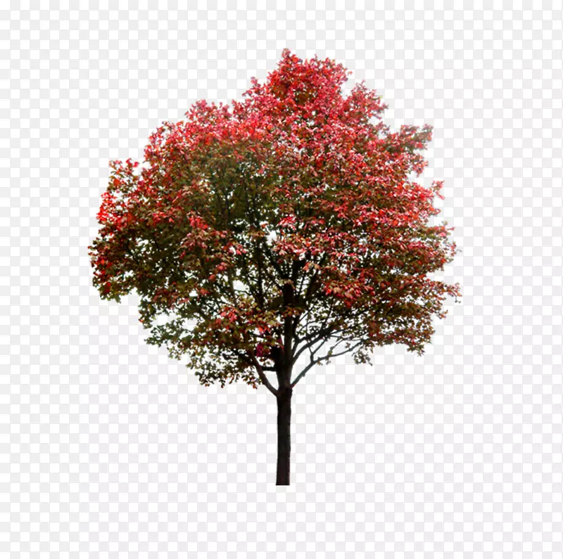 红色大树