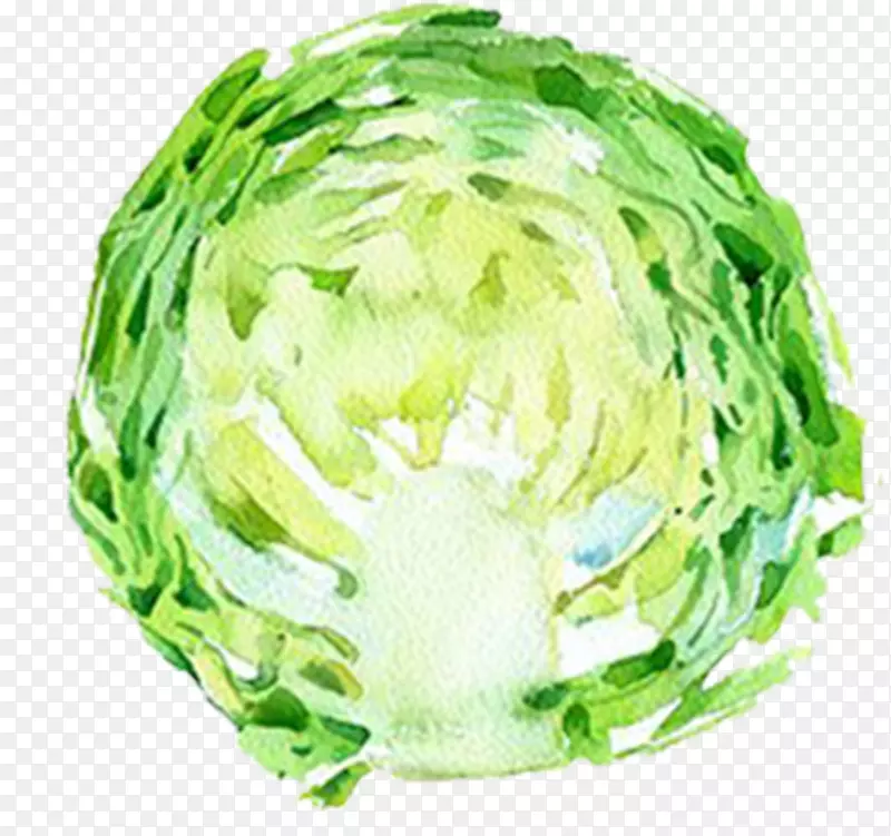 手绘水彩切好的蔬菜素材白菜