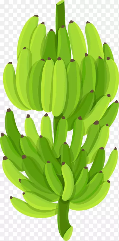 青涩绿色香蕉