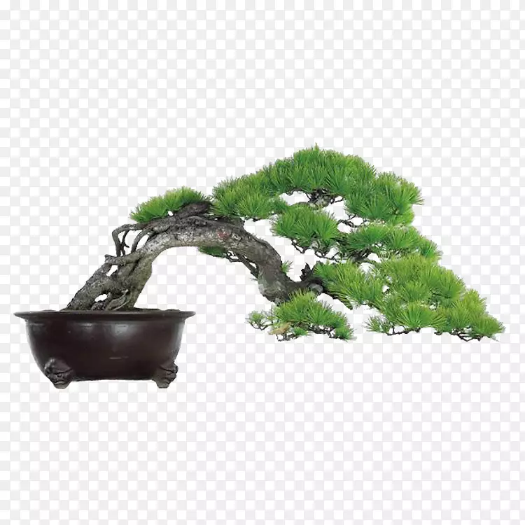 松树PNG图片素材下载_图片编号7567071-PNG素材网
