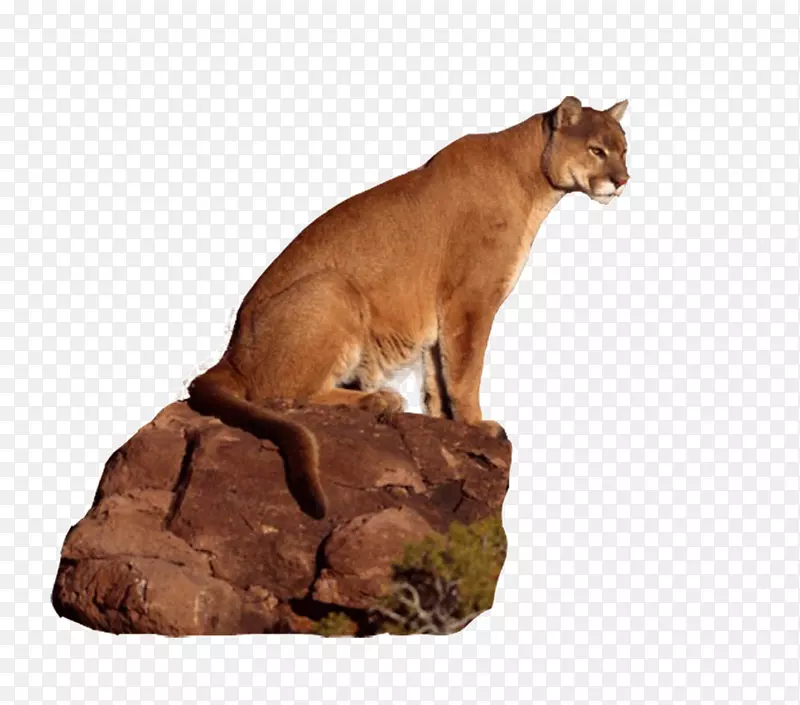 岩石上的豹子