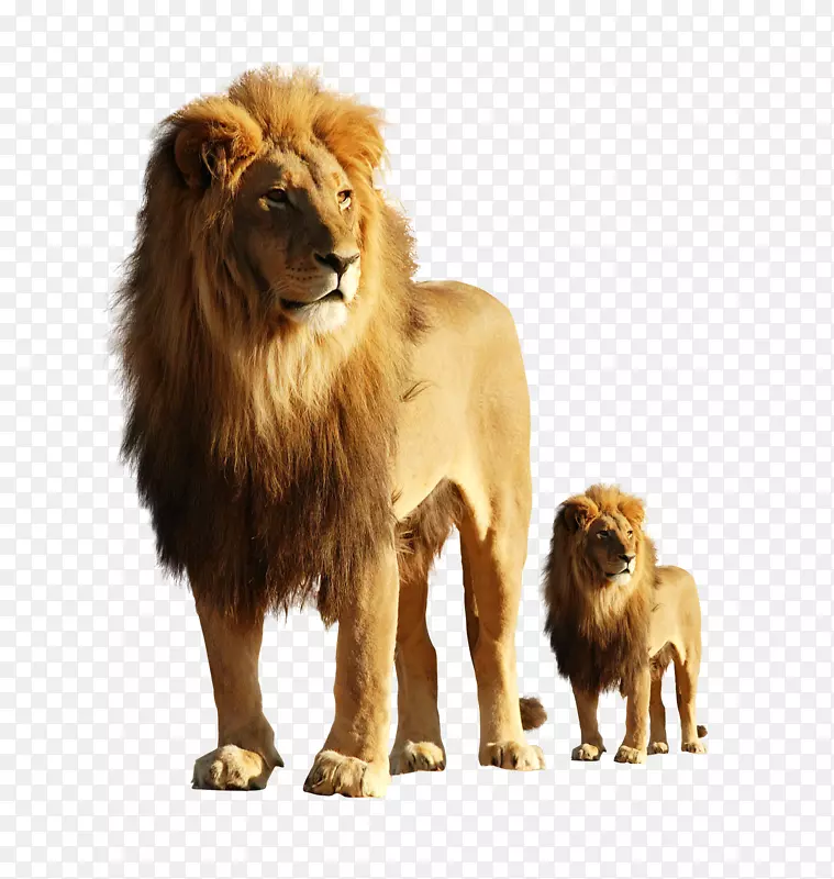 狮子和小狮子动物素材