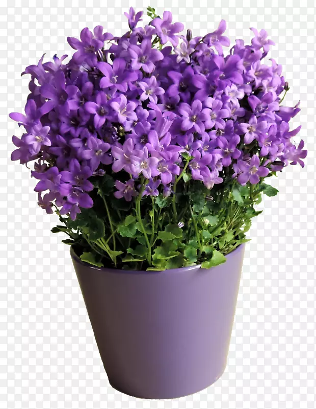 紫色花朵盆栽