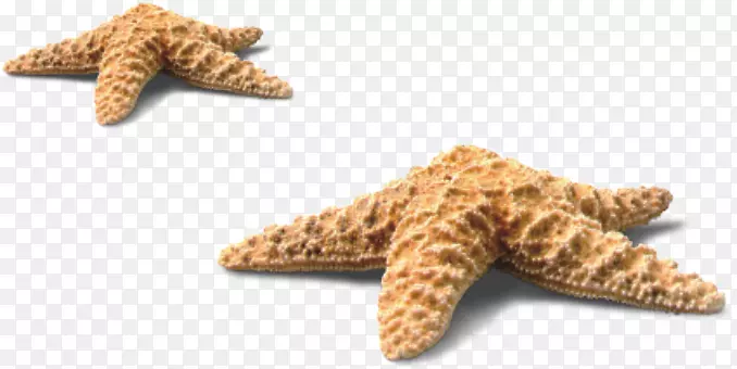 沙滩上的海星