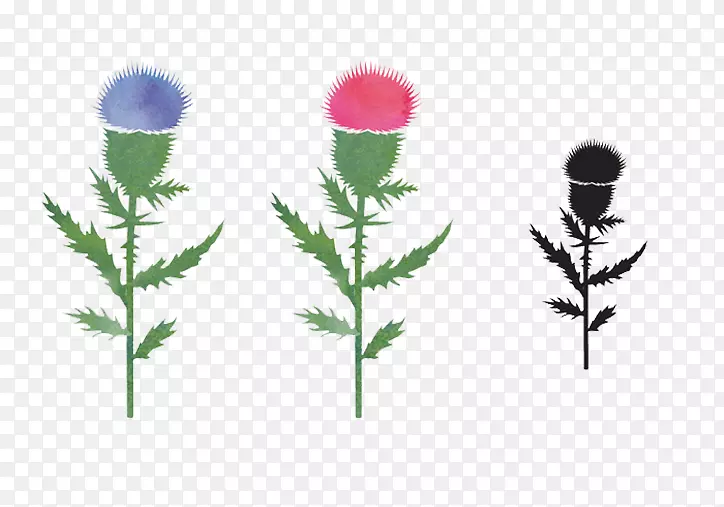 蒲公英种子微风春天