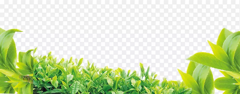 绿色新茶上市海报