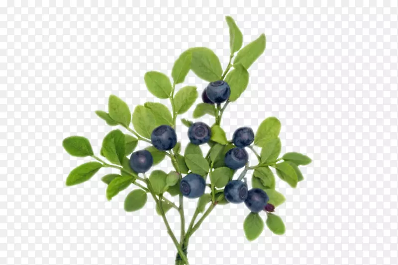 实物树枝上的野生蓝莓