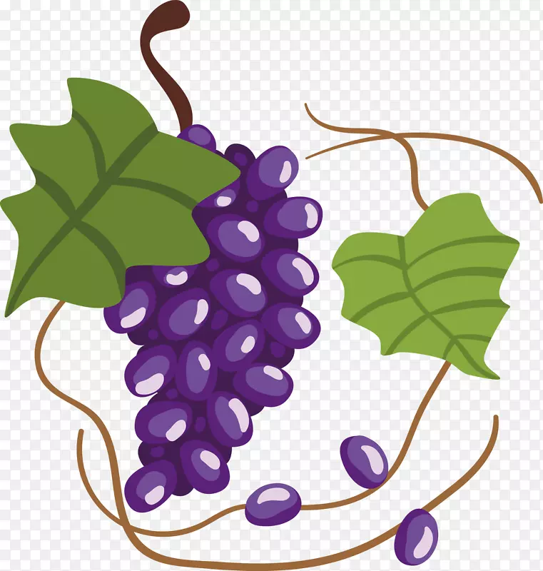 一串手绘紫色葡萄