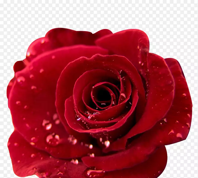 红色梦幻闪耀玫瑰花装饰图案