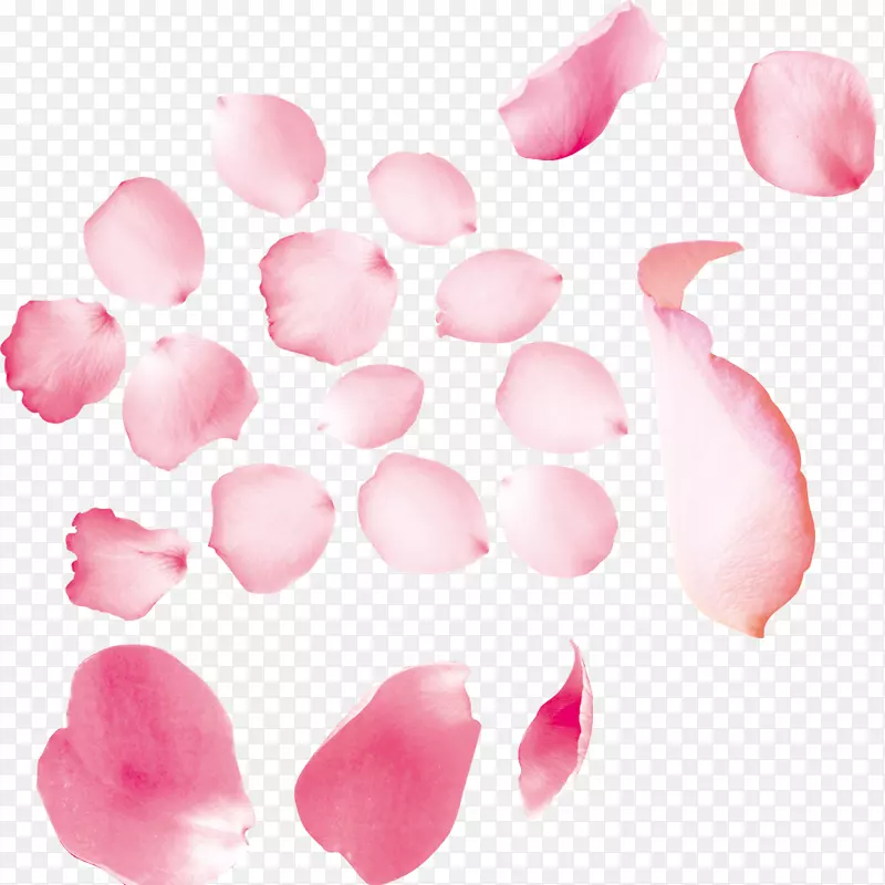 粉色玫瑰花瓣的唯美图片