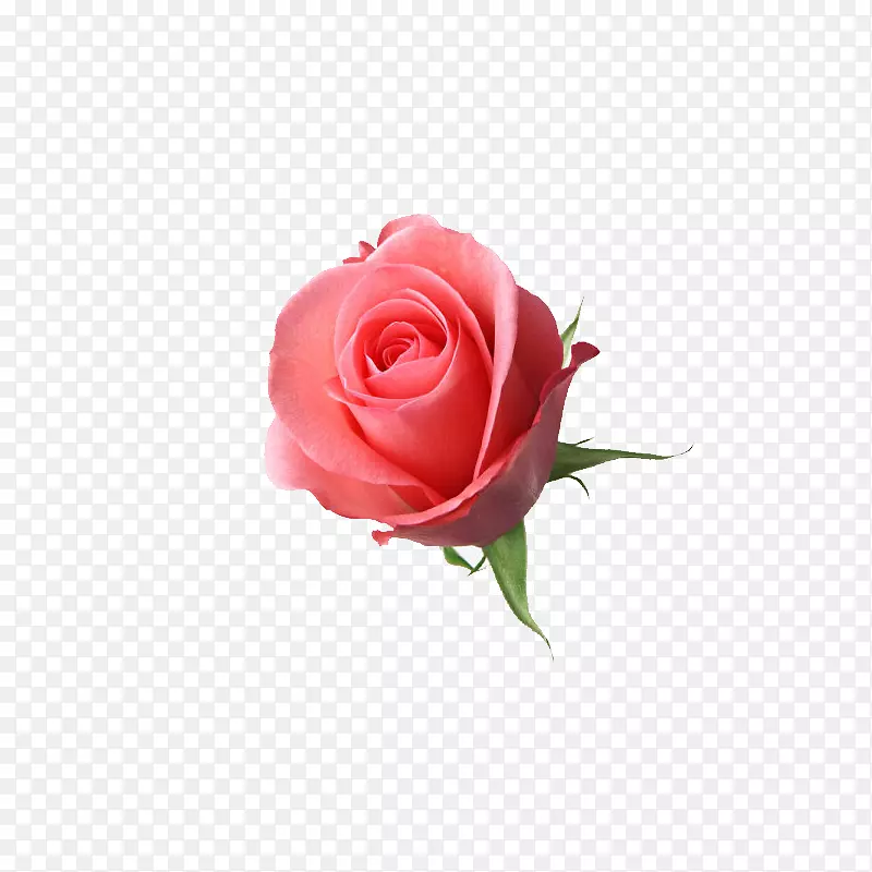 粉红的玫瑰