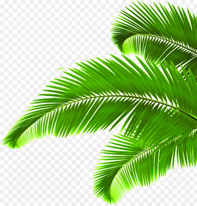 椰树树叶绿叶素材夏日