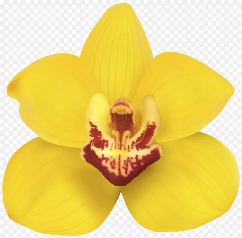 明黄色的蝴蝶花