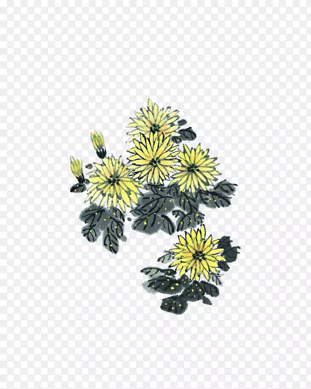 水彩菊花