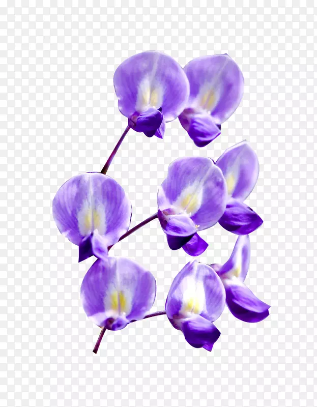 紫色蝴蝶花美丽春天花朵