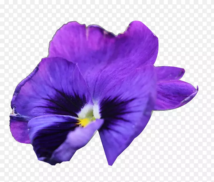 紫色蝴蝶花免扣素材