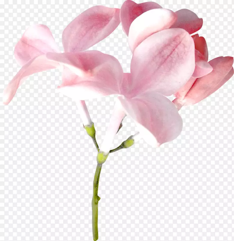 粉色蝴蝶花