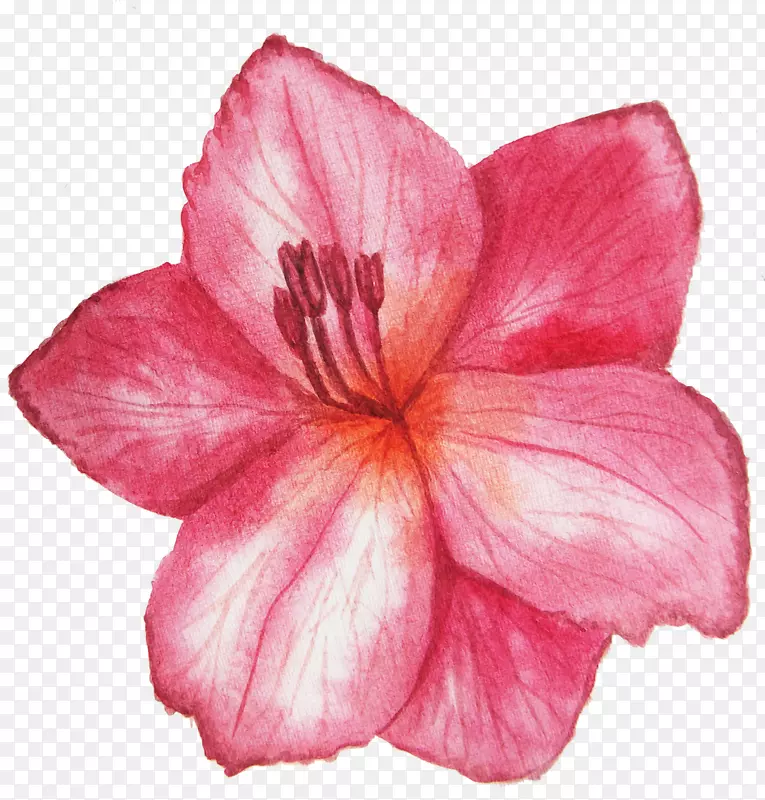 粉红色手绘花朵