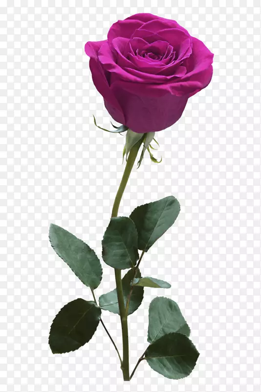 紫色清新玫瑰花装饰图案